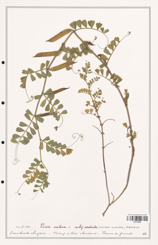 Vicia sativa  (Fabaceae)
