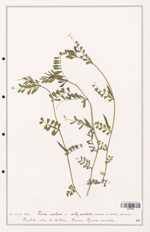 Vicia sativa  (Fabaceae)