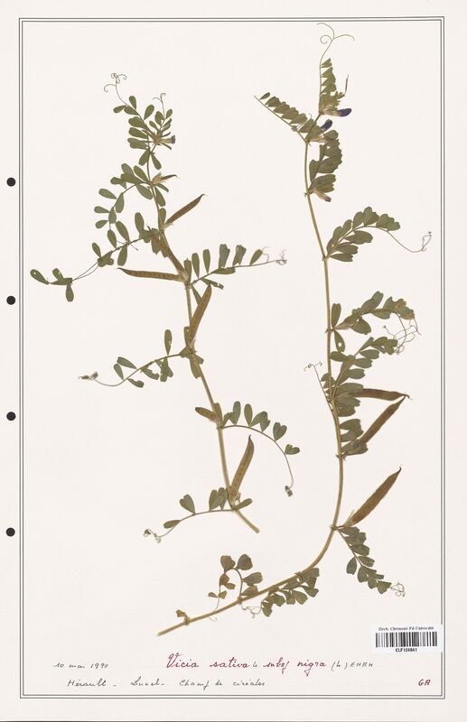 Vicia sativa  (Fabaceae)