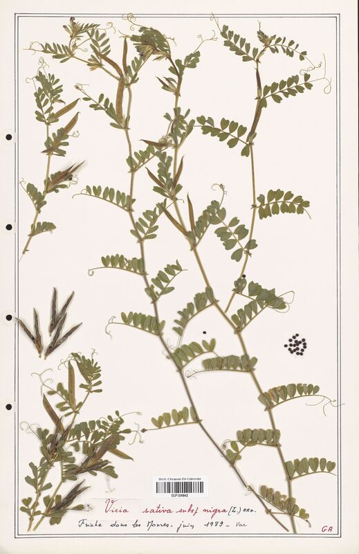 Vicia sativa  (Fabaceae)