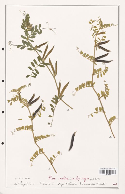 Vicia sativa  (Fabaceae)