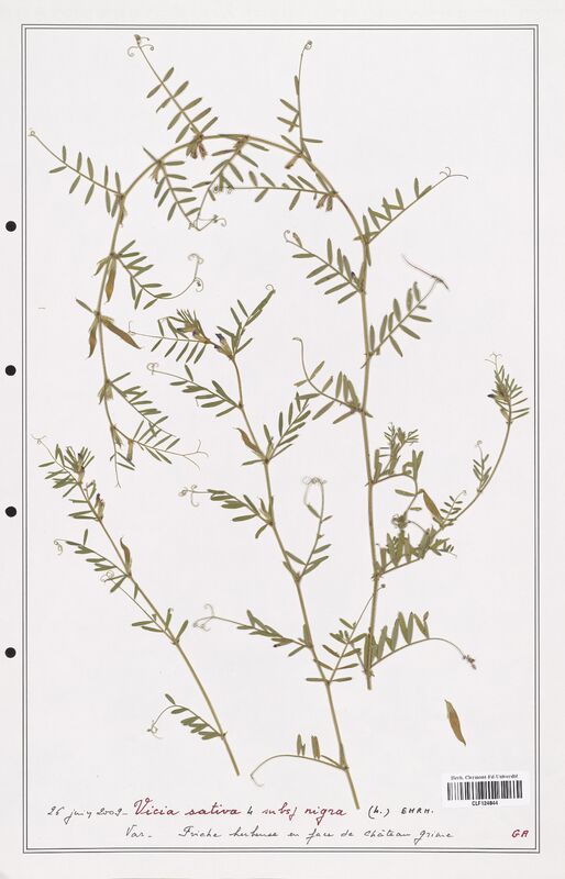 Vicia sativa  (Fabaceae)