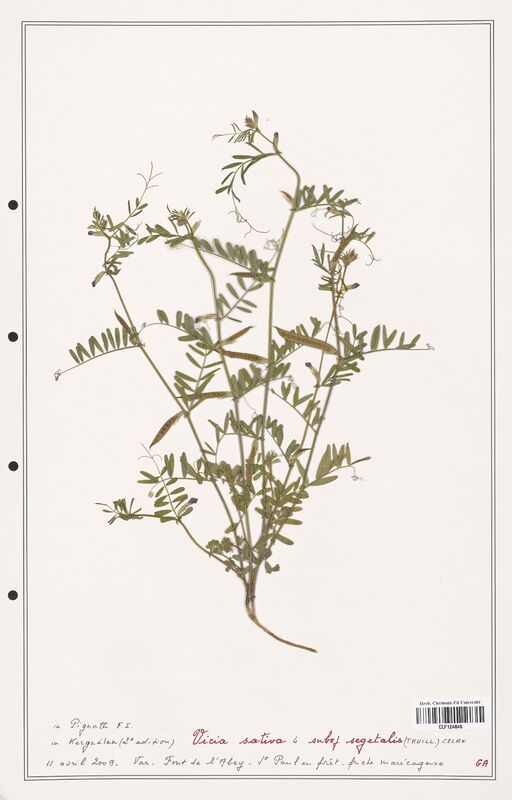 Vicia sativa  (Fabaceae)