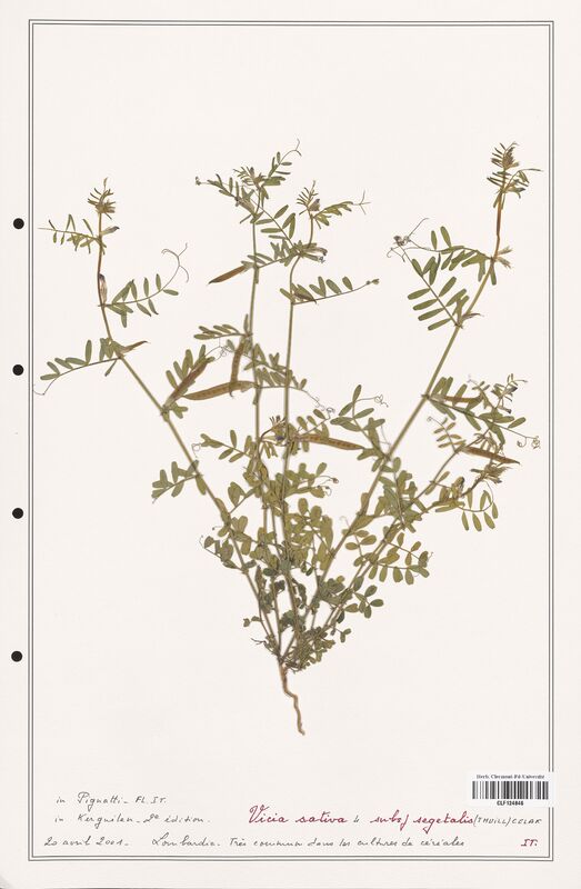 Vicia sativa  (Fabaceae)