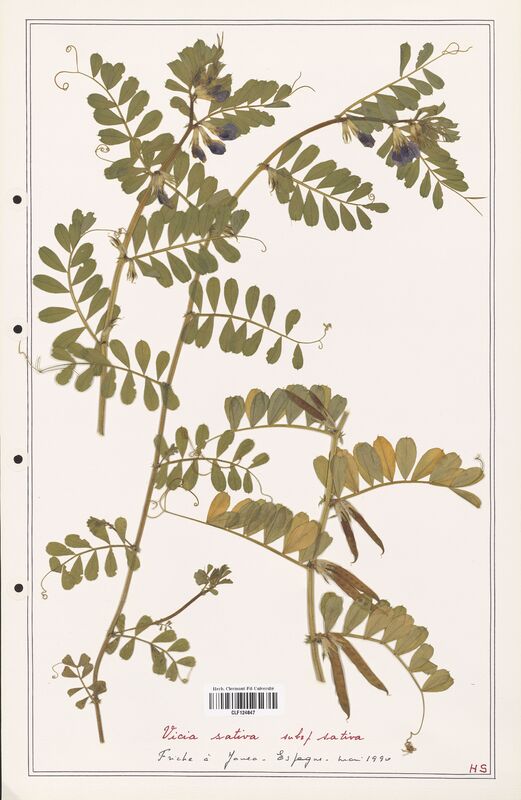 Vicia sativa  (Fabaceae)