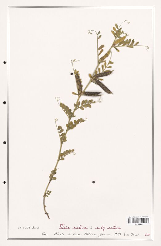 Vicia sativa  (Fabaceae)