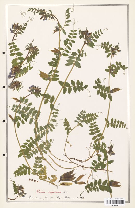 Vicia sepium  (Fabaceae)