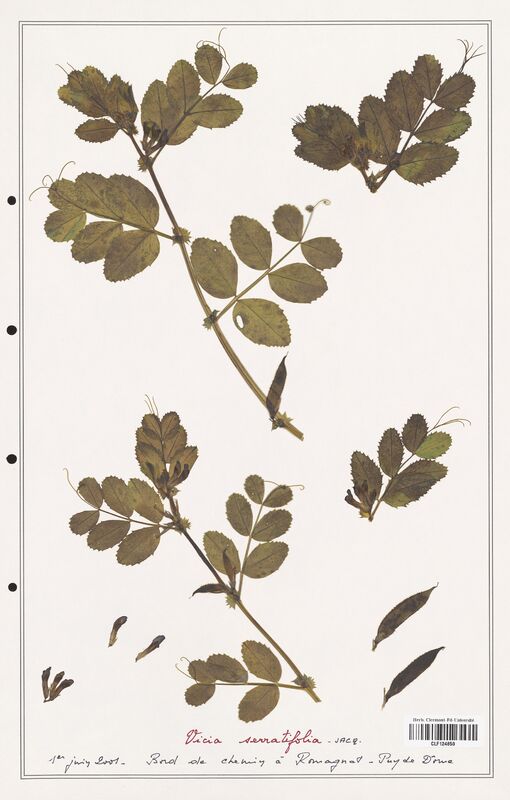 Vicia serratifolia  (Fabaceae)