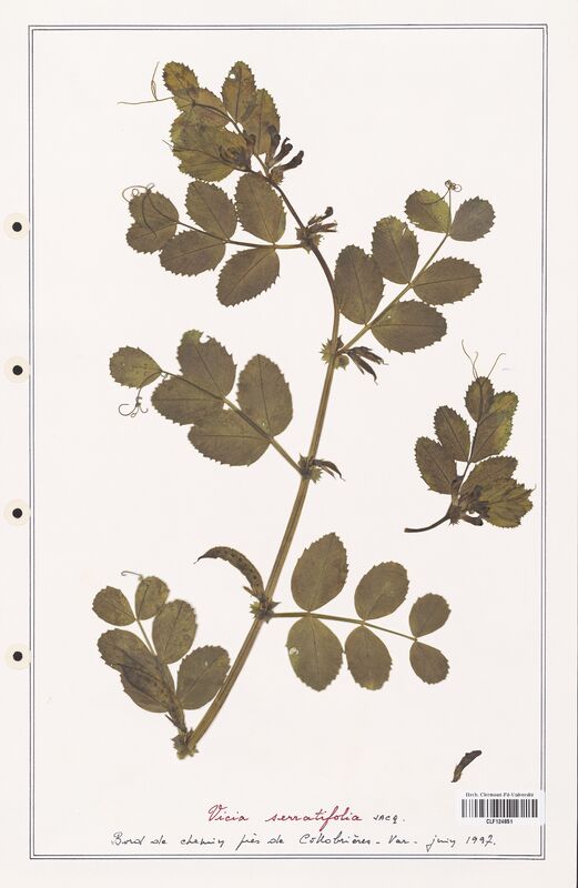 Vicia serratifolia  (Fabaceae)