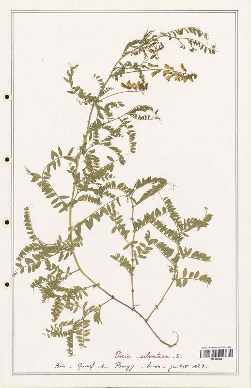 Vicia silvatica  (Fabaceae)
