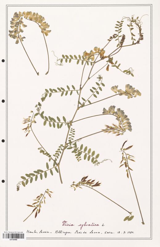 Vicia sylvatica  (Fabaceae)