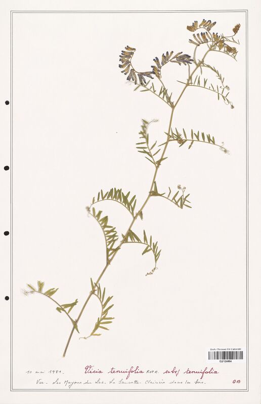 Vicia tenuifolia  (Fabaceae)