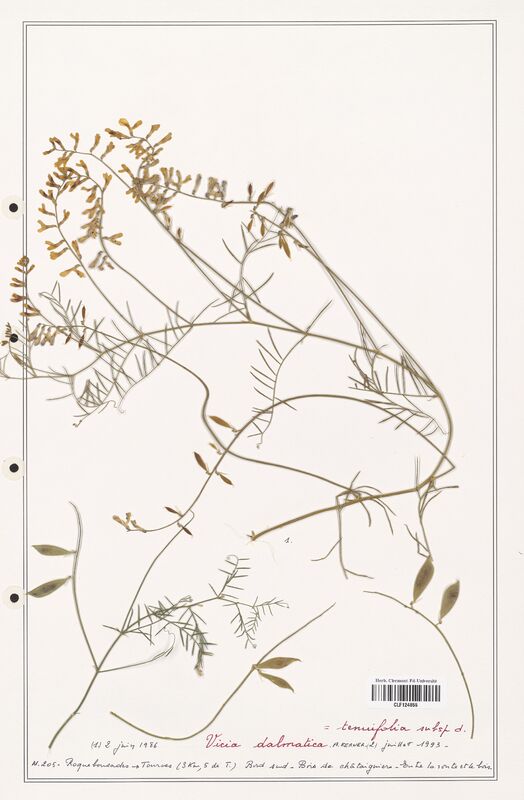 Vicia tenuifolia  (Fabaceae)