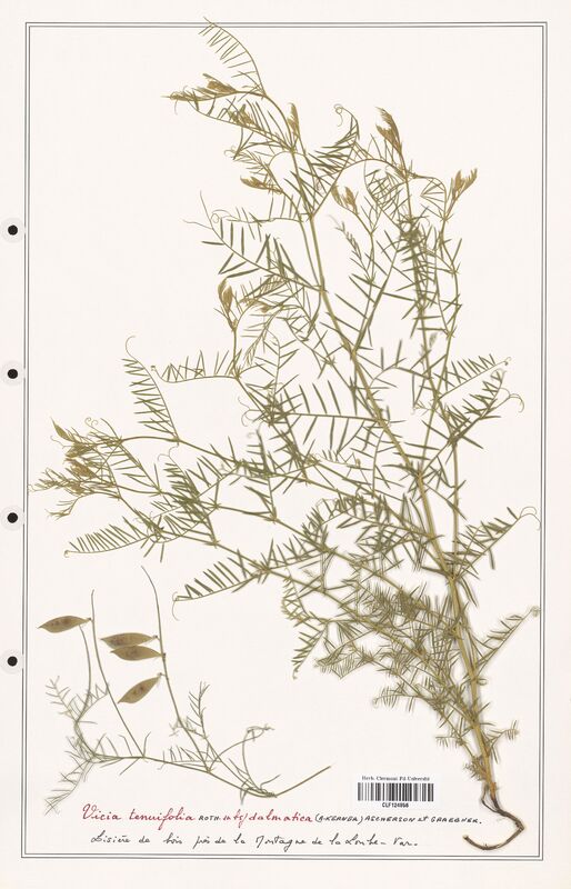 Vicia tenuifolia  (Fabaceae)