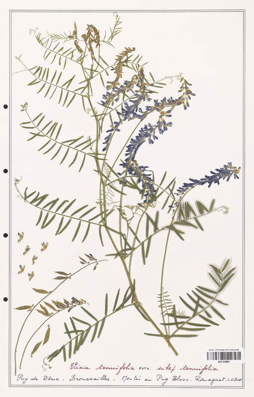 Vicia tenuifolia  (Fabaceae)