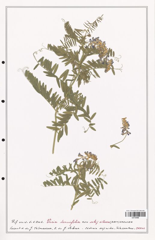 Vicia tenuifolia  (Fabaceae)