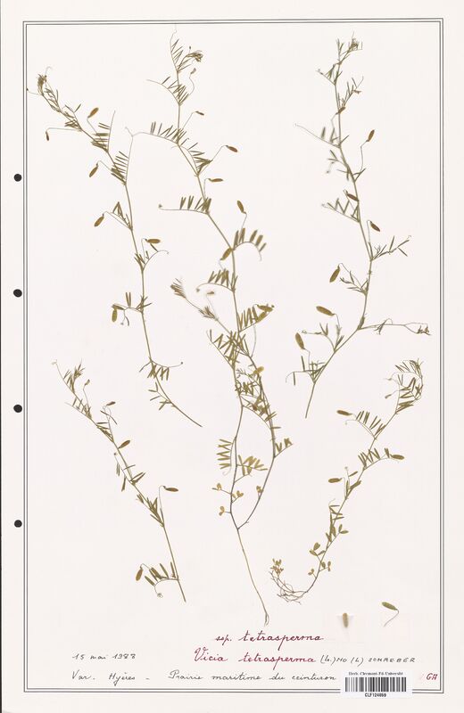Vicia tetrasperma  (Fabaceae)