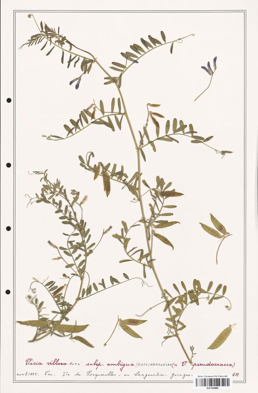Vicia villosa  (Fabaceae)