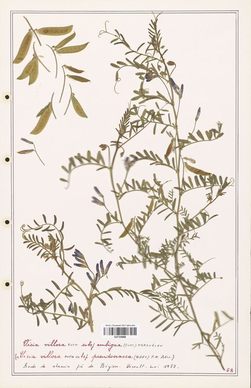 Vicia villosa  (Fabaceae)