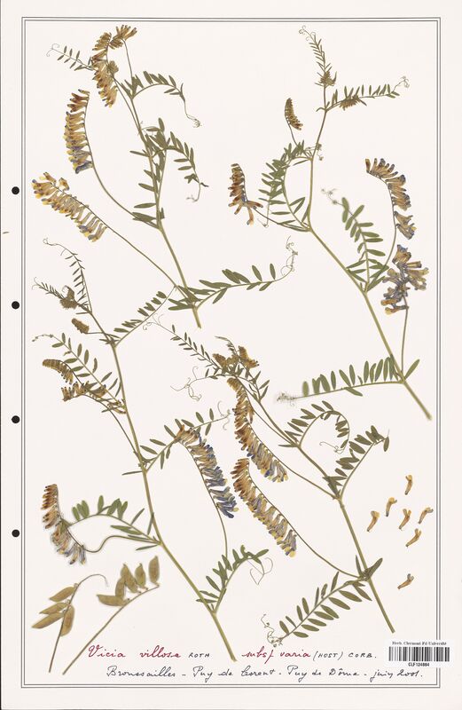 Vicia villosa  (Fabaceae)
