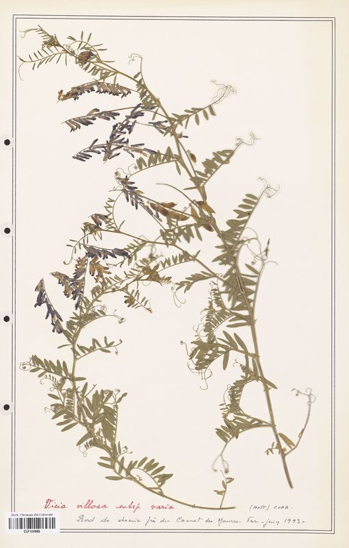 Vicia villosa  (Fabaceae)
