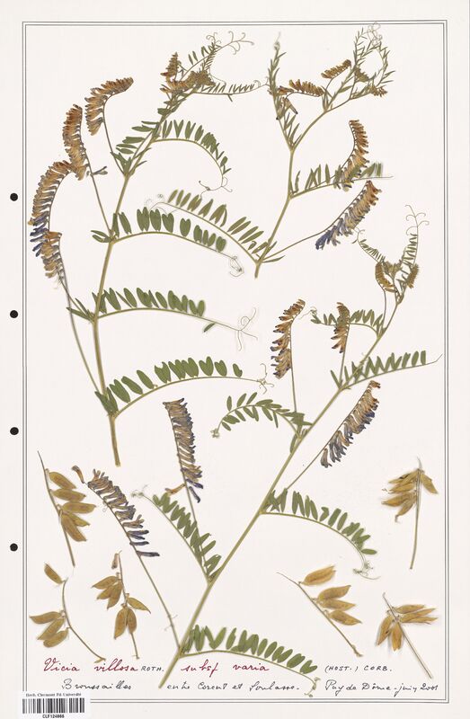 Vicia villosa  (Fabaceae)