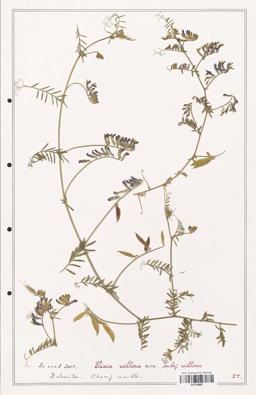 Vicia villosa  (Fabaceae)
