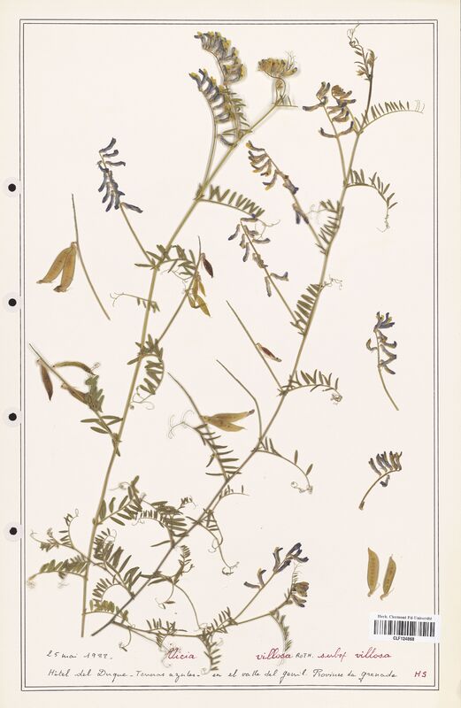 Vicia villosa  (Fabaceae)