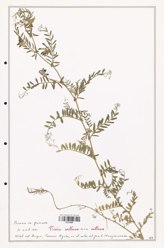 Vicia villosa  (Fabaceae)
