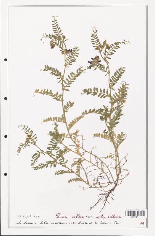 Vicia villosa  (Fabaceae)