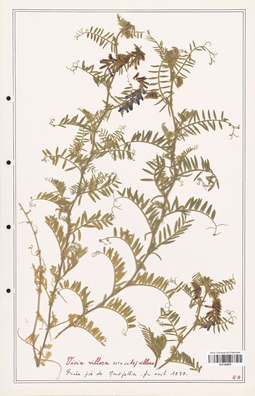Vicia villosa  (Fabaceae)
