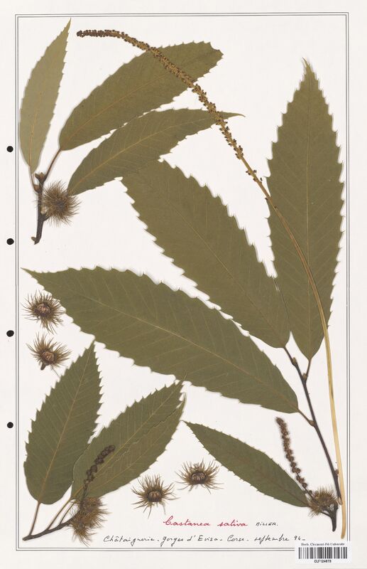 Castanea sativa  (Fagaceae)