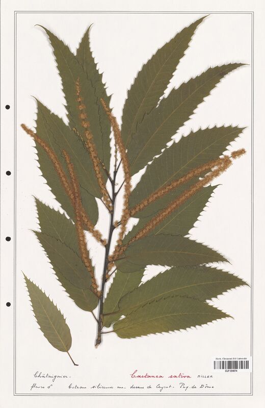 Castanea sativa  (Fagaceae)