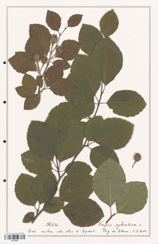 Fagus sylvatica  (Fagaceae)