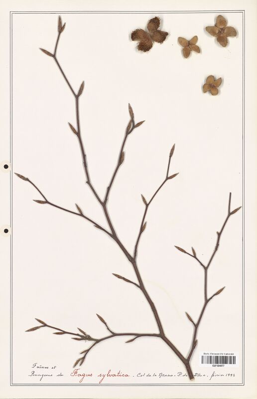 Fagus sylvatica  (Fagaceae)