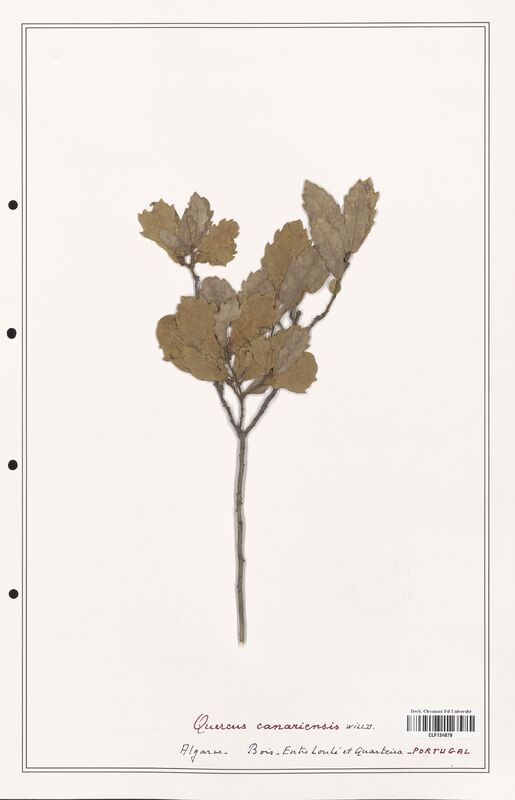 Quercus canariensis  (Fagaceae)