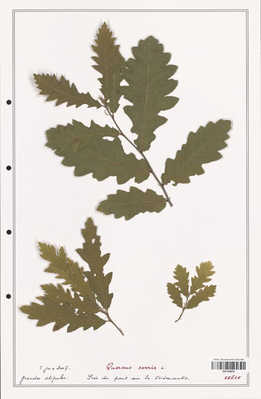Quercus cerris  (Fagaceae)