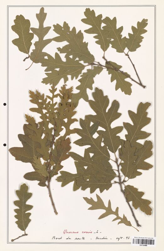 Quercus cerris  (Fagaceae)