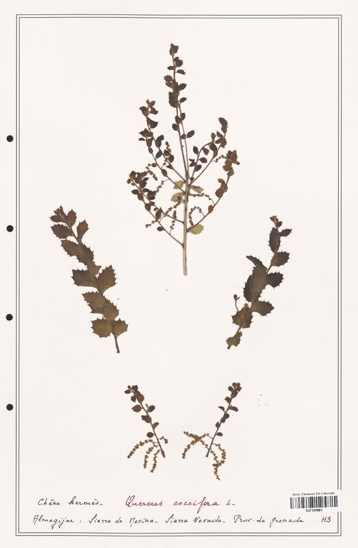 Quercus coccifera  (Fagaceae)