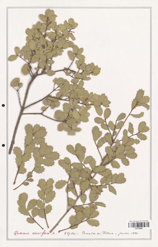 Quercus coccifera  (Fagaceae)