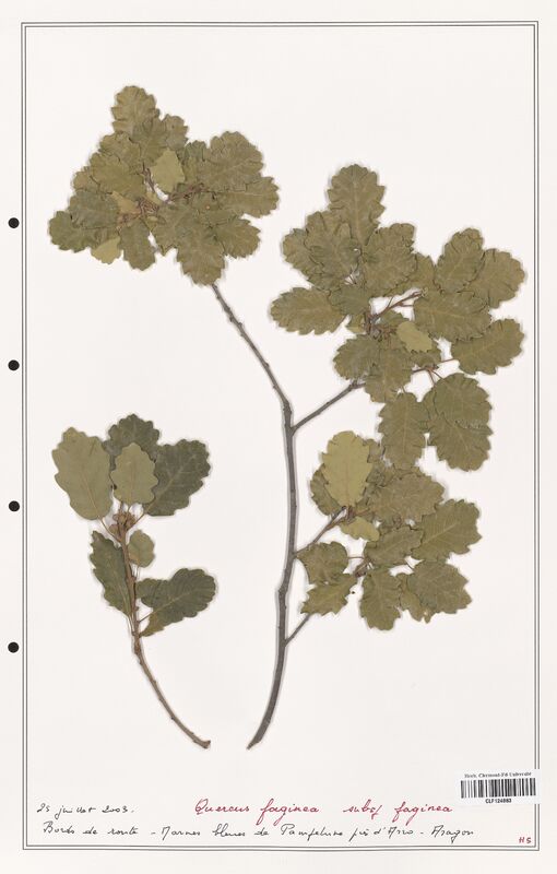 Quercus faginea  (Fagaceae)