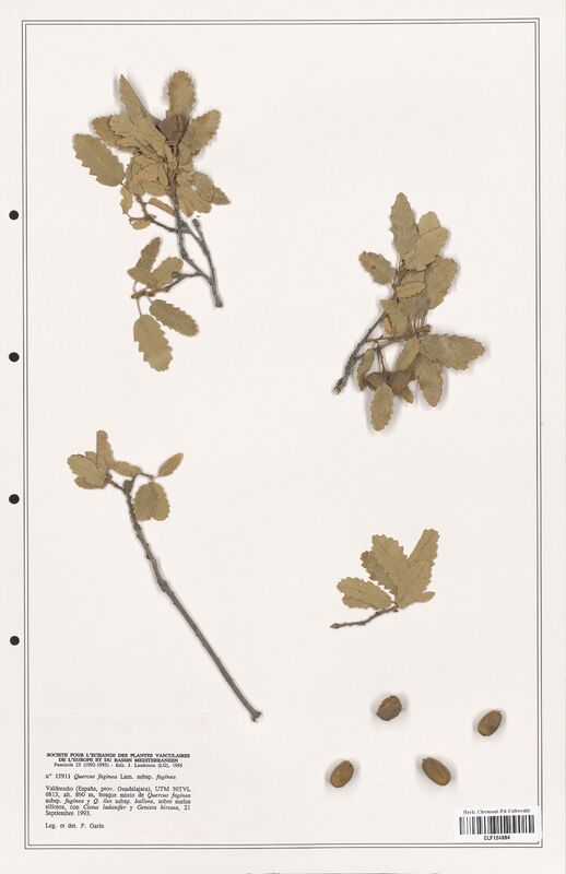 Quercus faginea  (Fagaceae)