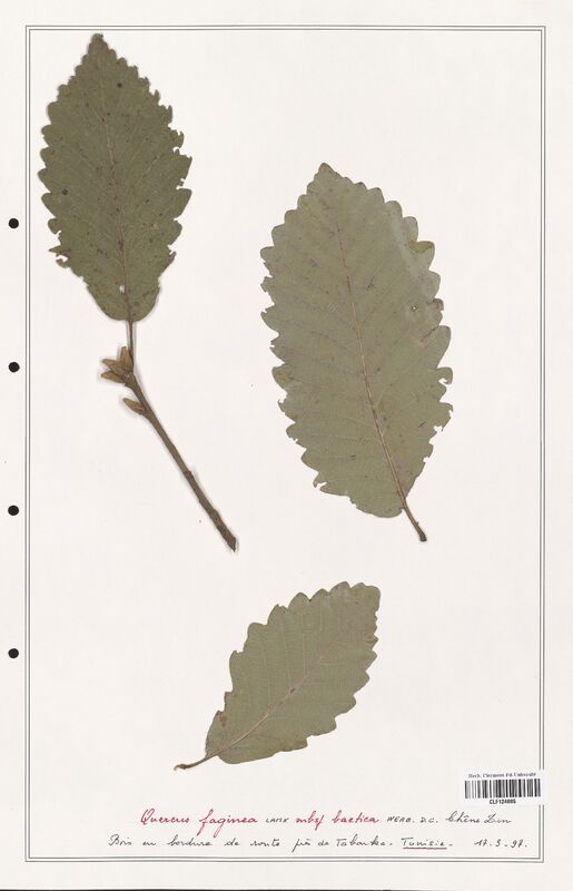 Quercus faginea  (Fagaceae)