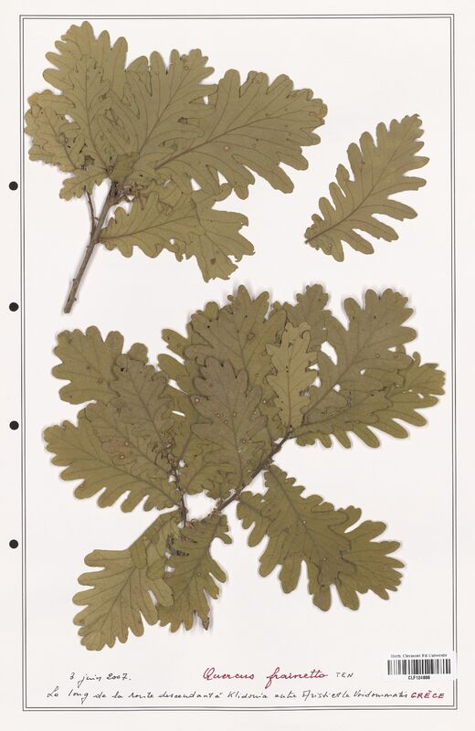 Quercus frainetto  (Fagaceae)
