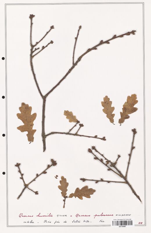 Quercus humilis  (Fagaceae)