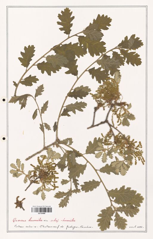 Quercus humilis  (Fagaceae)