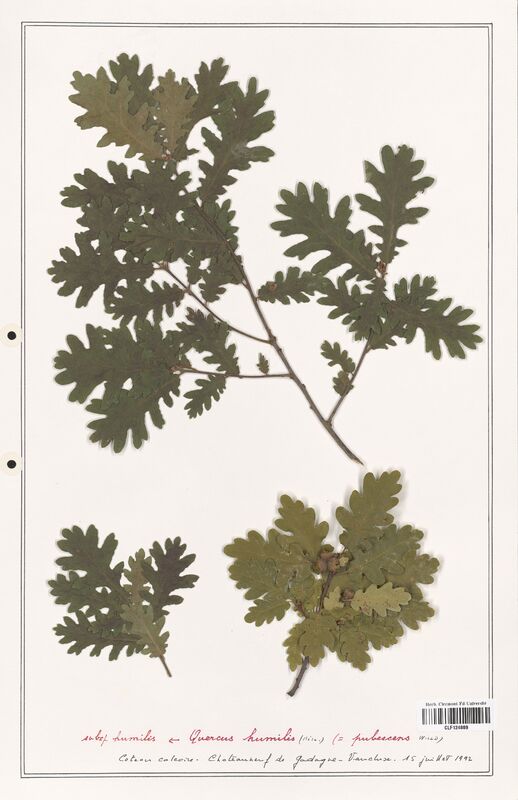 Quercus humilis  (Fagaceae)