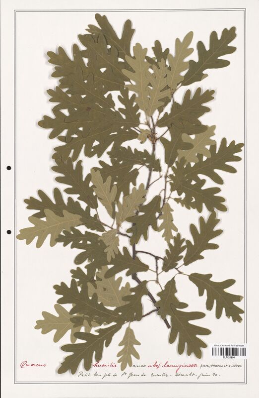 Quercus humilis  (Fagaceae)