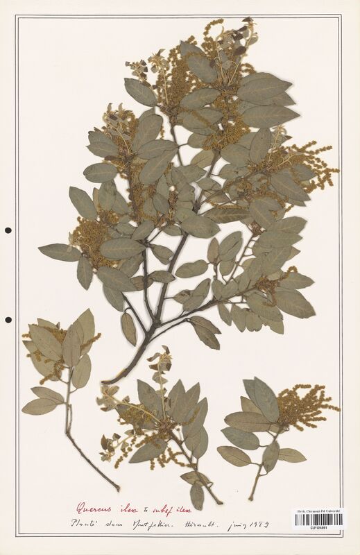 Quercus ilex  (Fagaceae)
