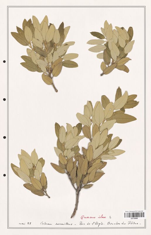 Quercus ilex  (Fagaceae)
